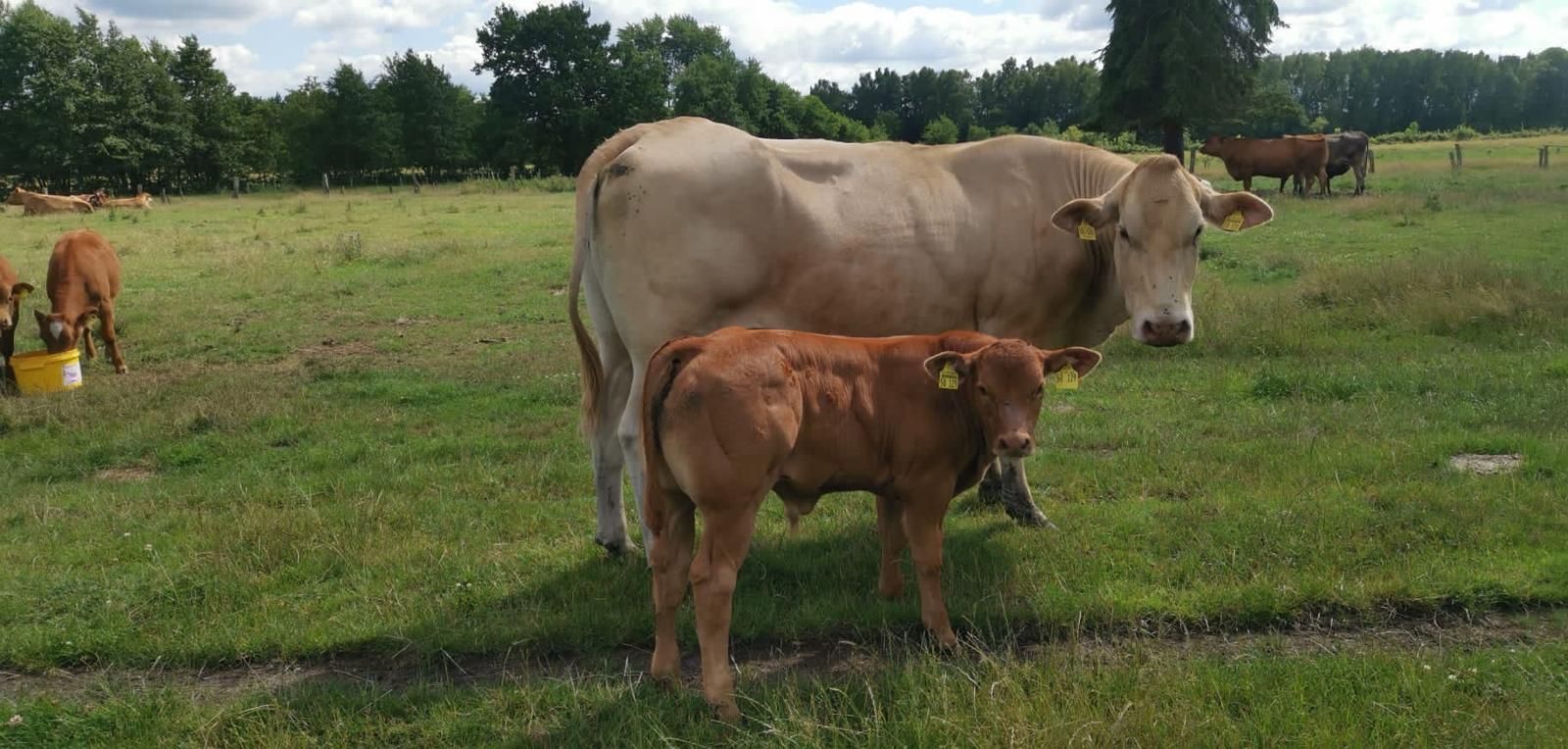 Kuh und Kalb auf Wiese