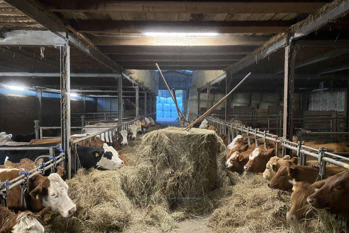 Kühe mit Heu im Stall